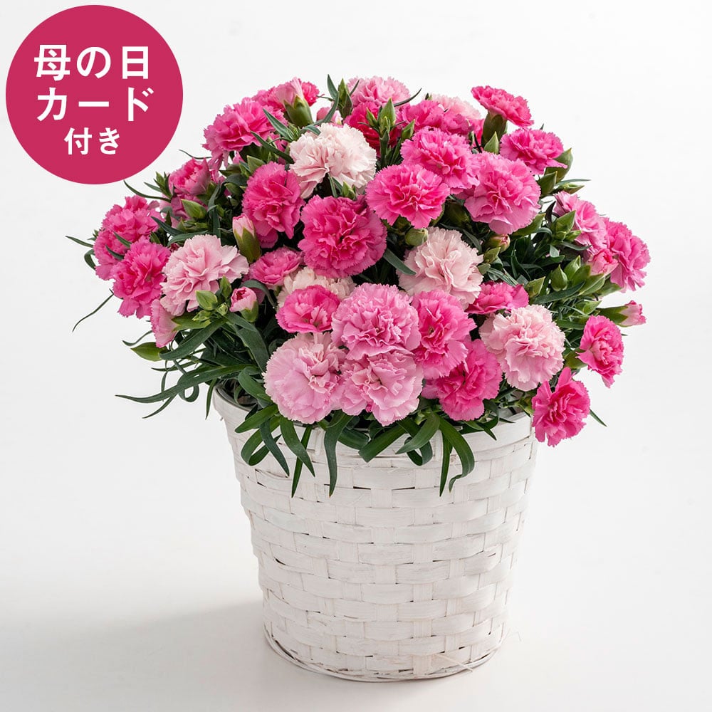 【婦人画報】山口 産直 カーネーション5号鉢(母の日カード付) ホシファーム 【婦人画報】山口 産直 カーネーション5号鉢(母の日カード付) ホシファーム