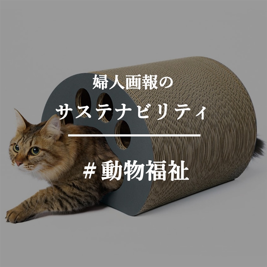 5月25日は「保護猫の日」。保護猫との出会いから生まれた『ハコクラ』をご紹介